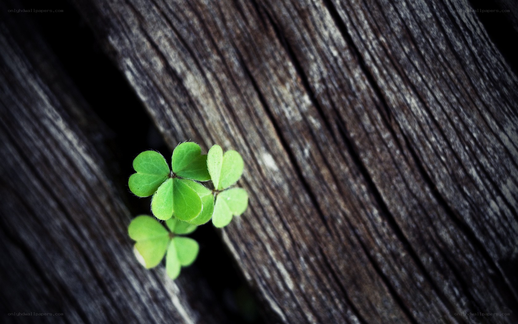Green clover sprouting from wood