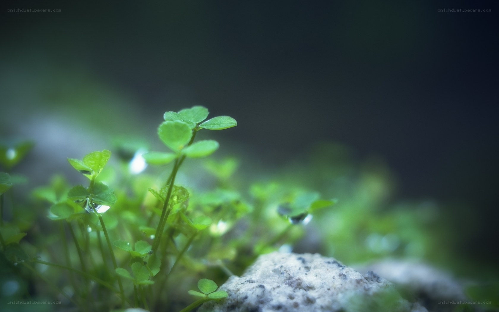Green clover sprouts in nature