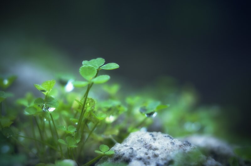 Green clover sprouts with dew