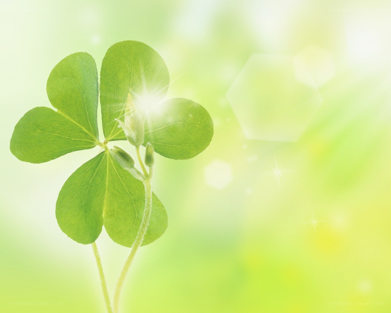 green clover with sunburst