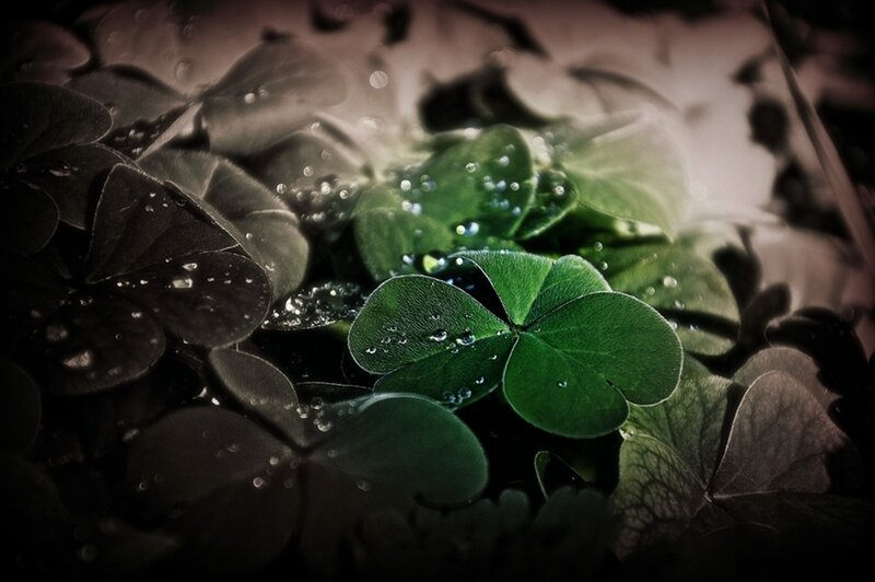 Green Clover with Water Droplets — Dramatic