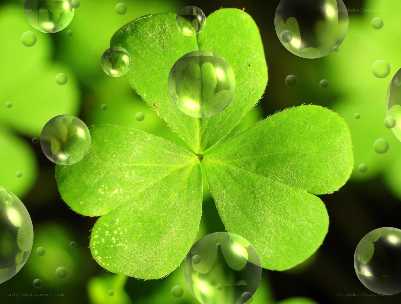 Green clover with water droplets