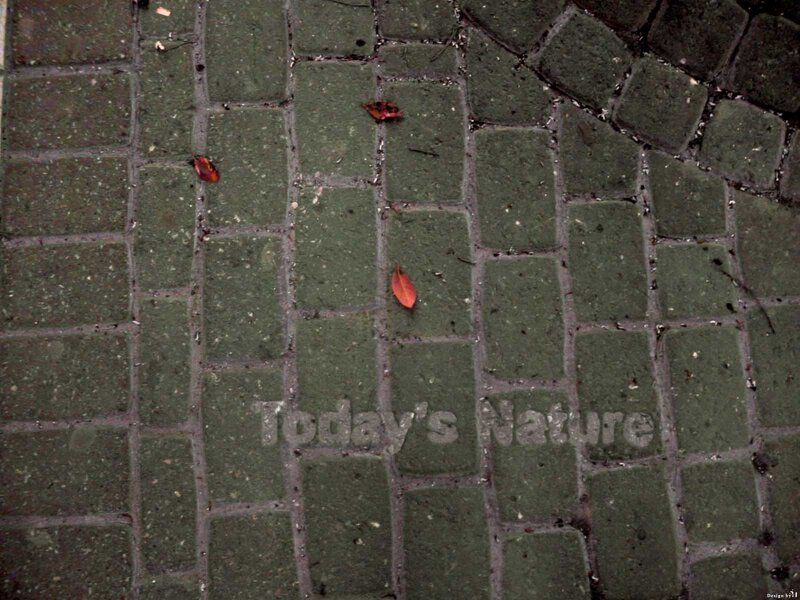 green cobblestone path with leaves
