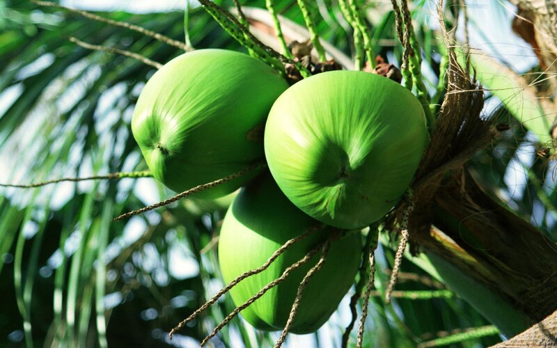 Green coconuts on a palm tree