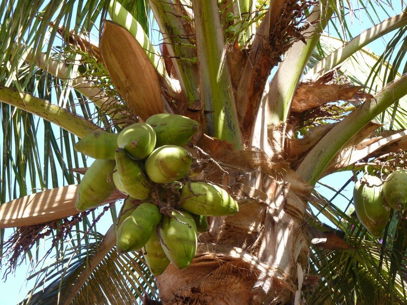 Green Coconuts on Tree — Natural