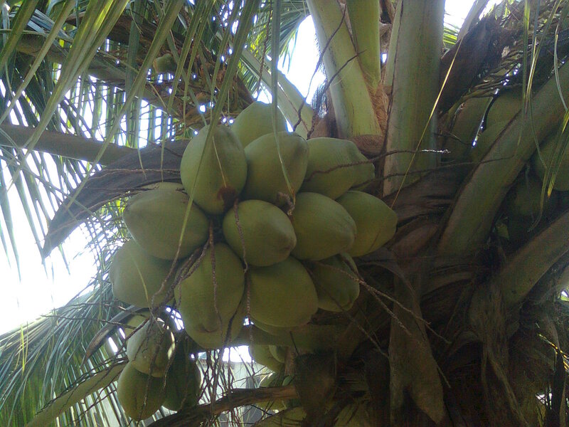 Green Coconuts on Tree