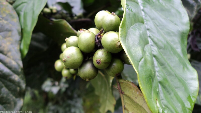 Green Coffee Cherries