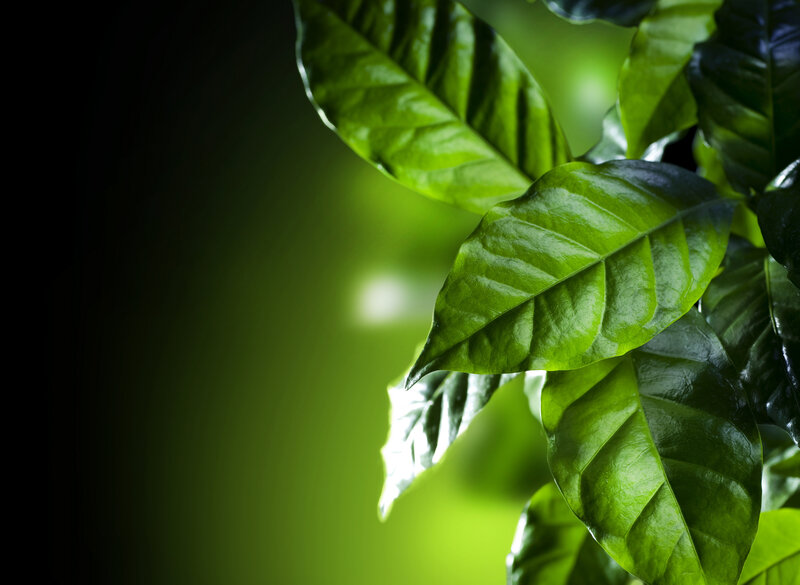 Green Coffee Leaves