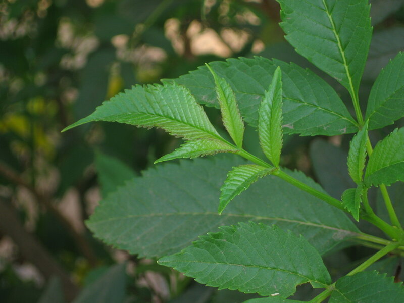 Green Compound Leaves