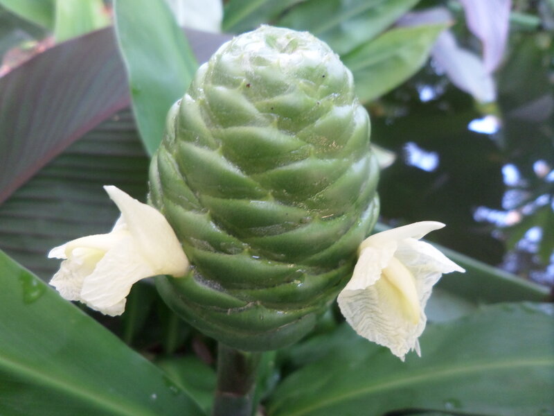 Green Cone Flower
