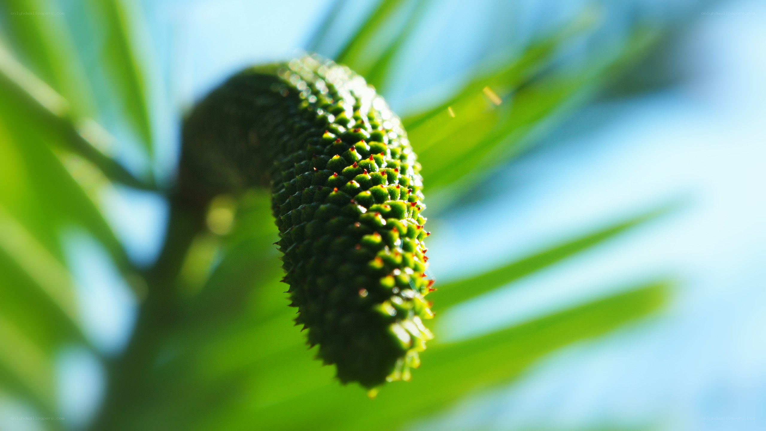 green cone on a plant
