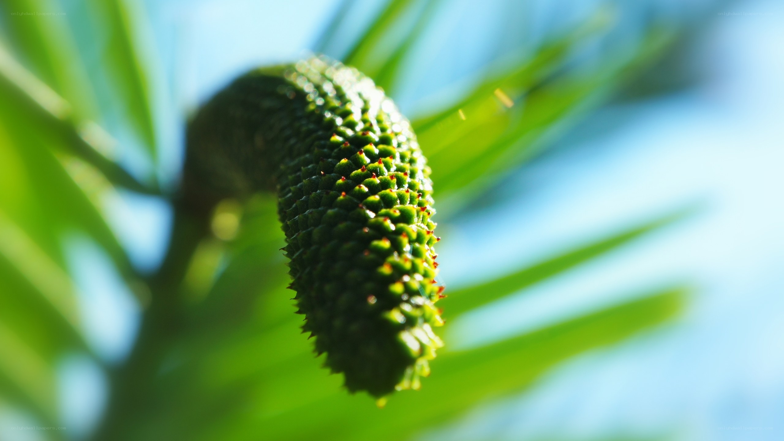 green cone on palm tree