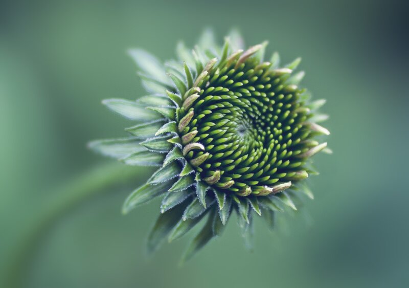 Green Coneflower Bud — Calm