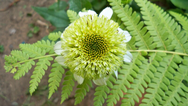green coneflower with ferns