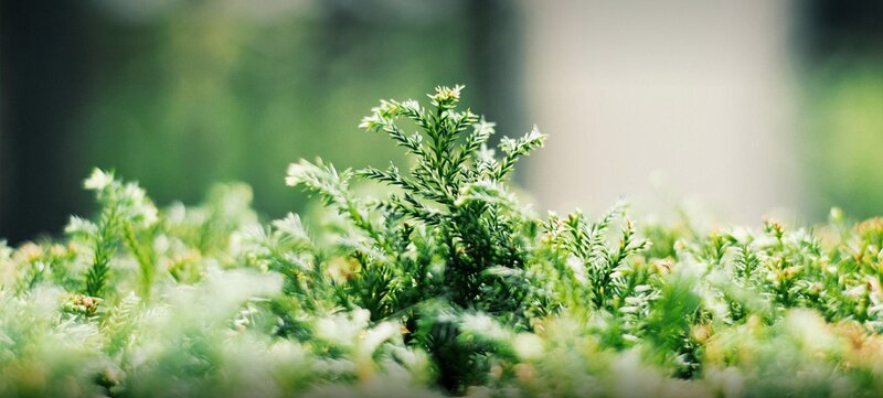 Green Coniferous Plant — Serene