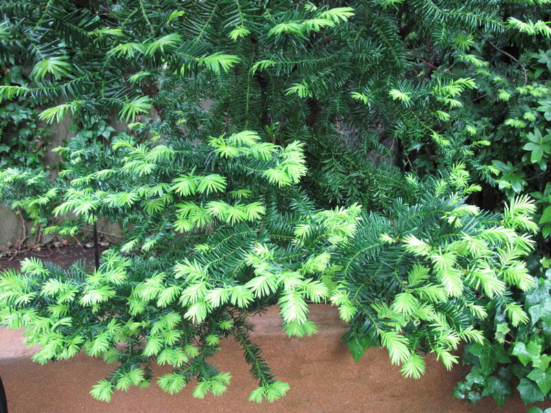 Green Coniferous Plant