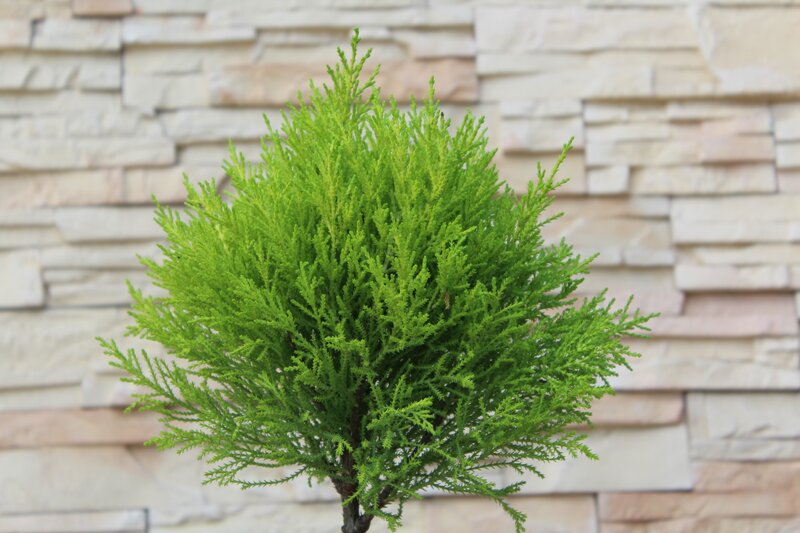 Green Coniferous Shrub