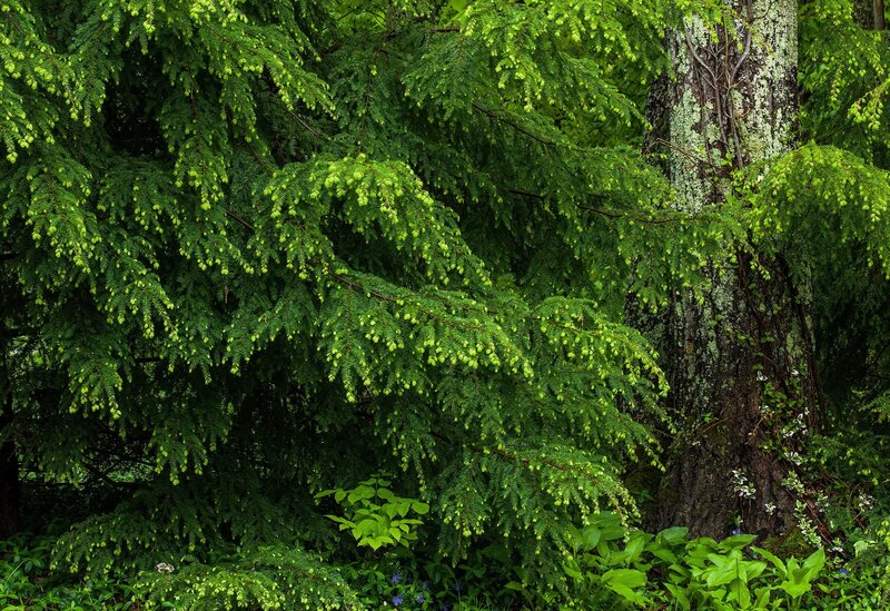 Green coniferous tree in forest