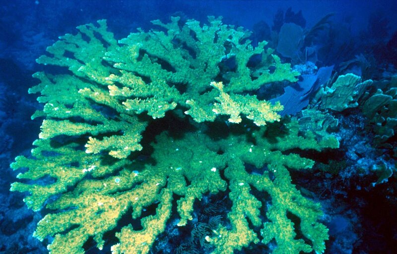 Green Coral Formation