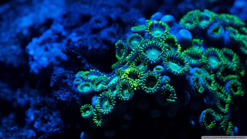Green-coral Polyps — Blue, Dramatic, Photograph, Coral