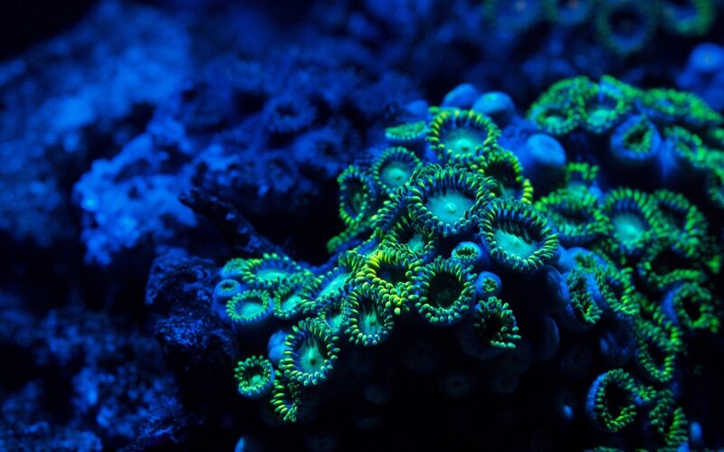 Green Coral Polyps — Blue, Dramatic