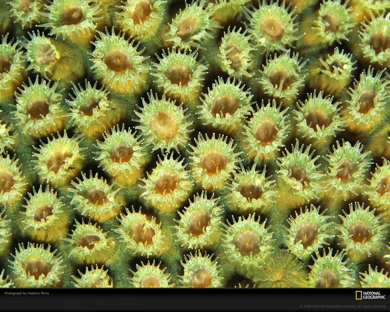 Green Coral Polyps — Natural