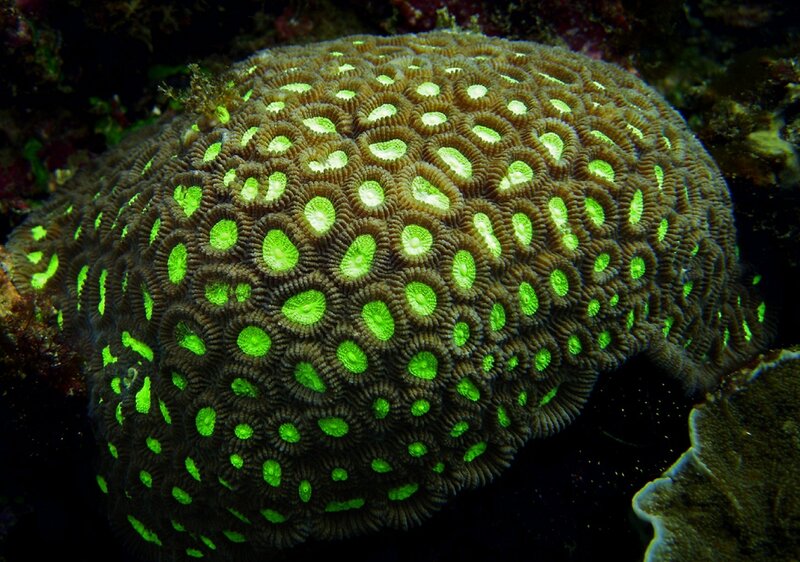 Green Coral Polyps