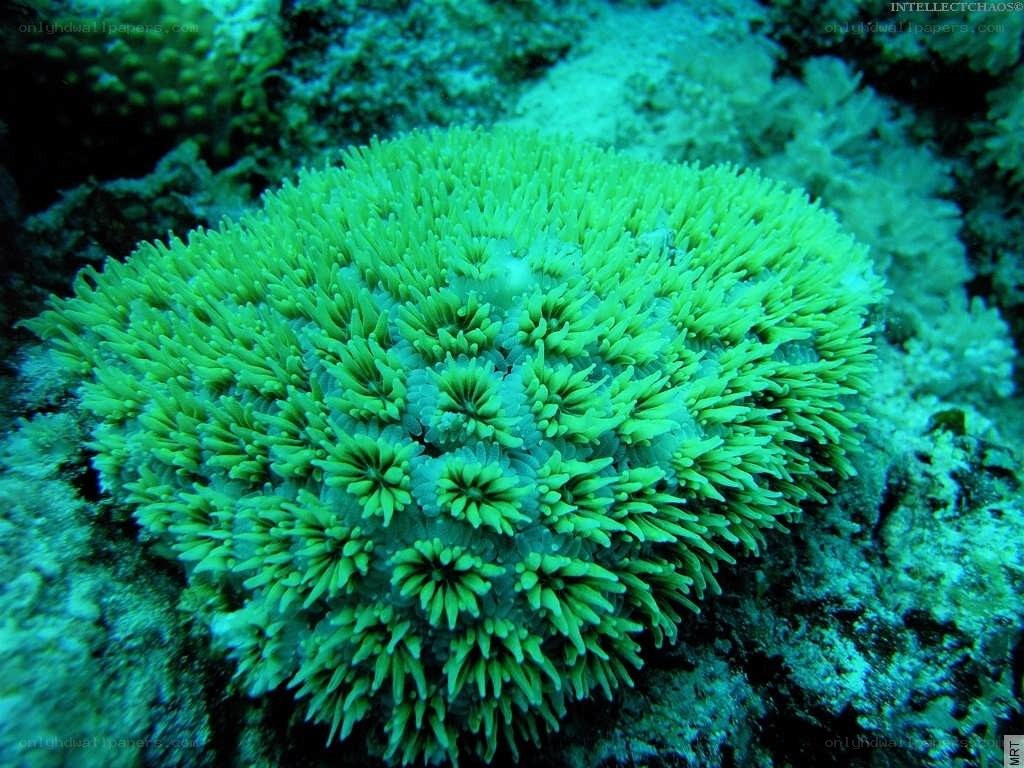 Green coral polyps underwater