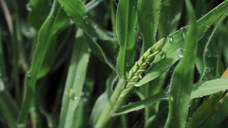 Green Corn Plant