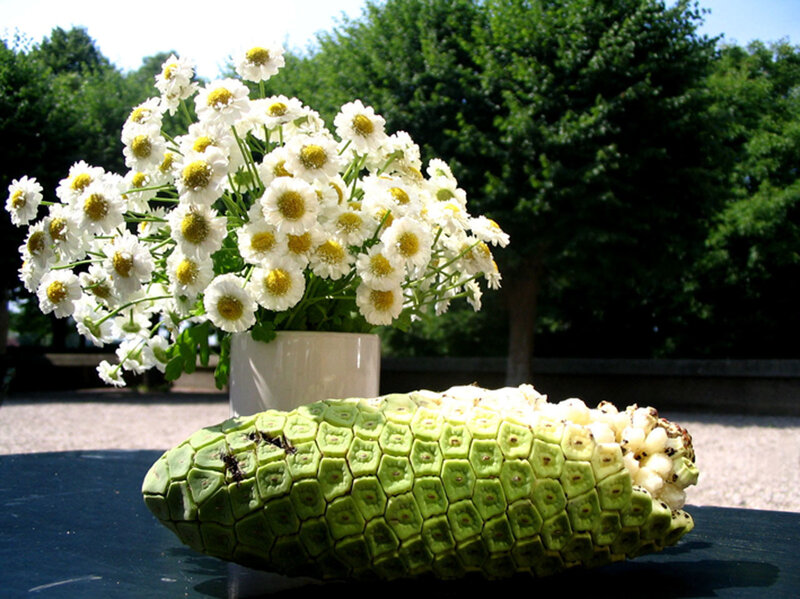 Green Corn with White Flowers