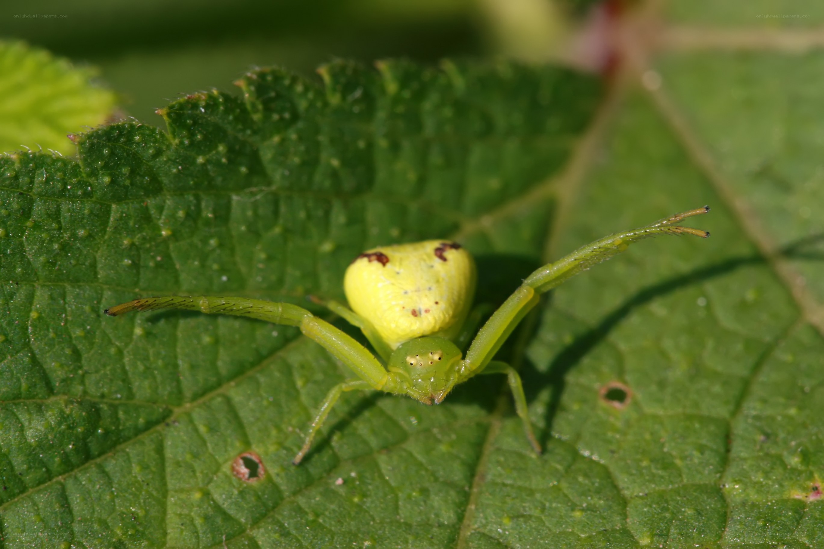 green crab spider on leaf