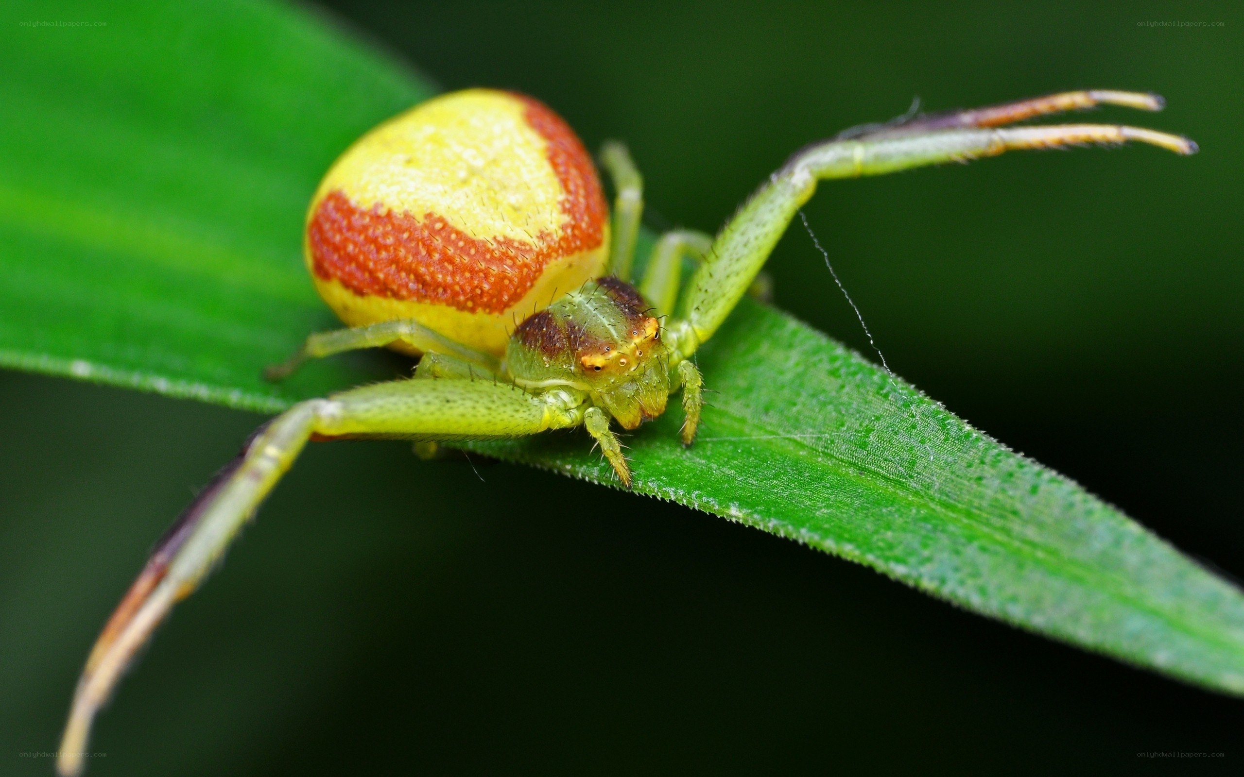 green crab spider on leaf