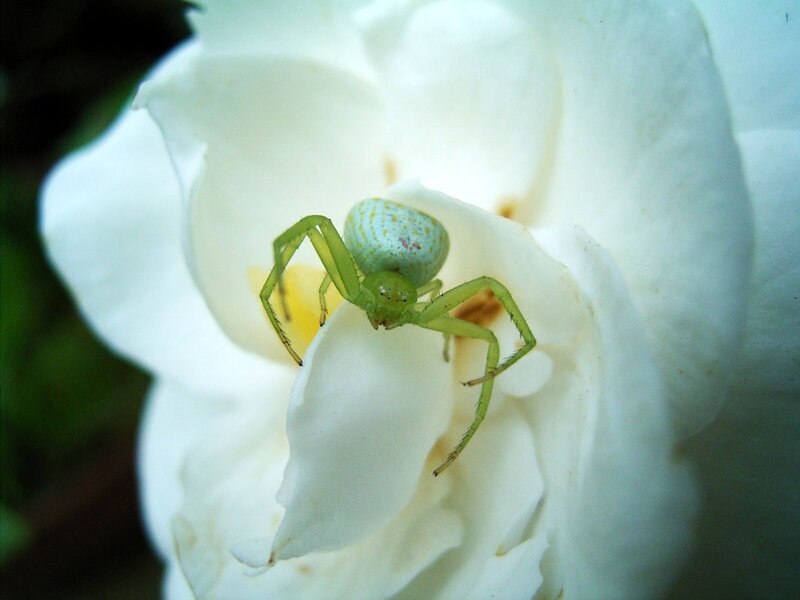 green crab spider on white rose