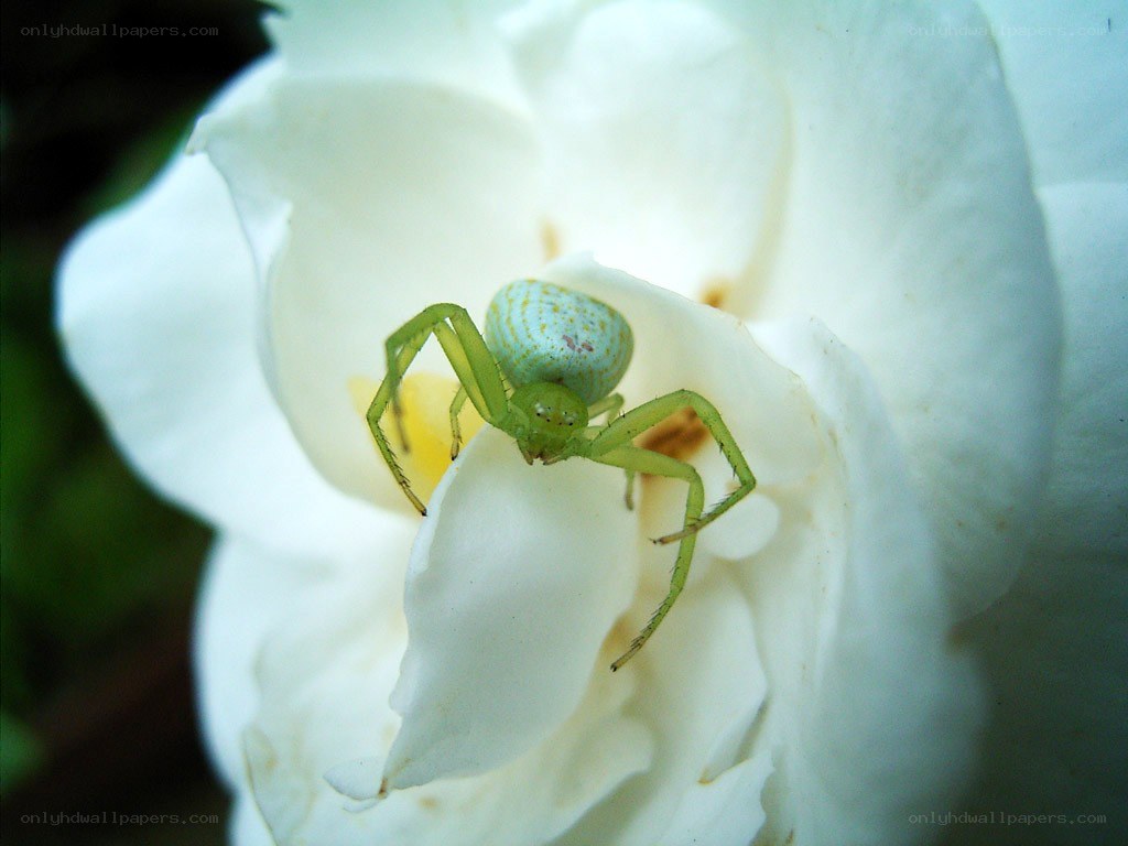 green crab spider on white rose