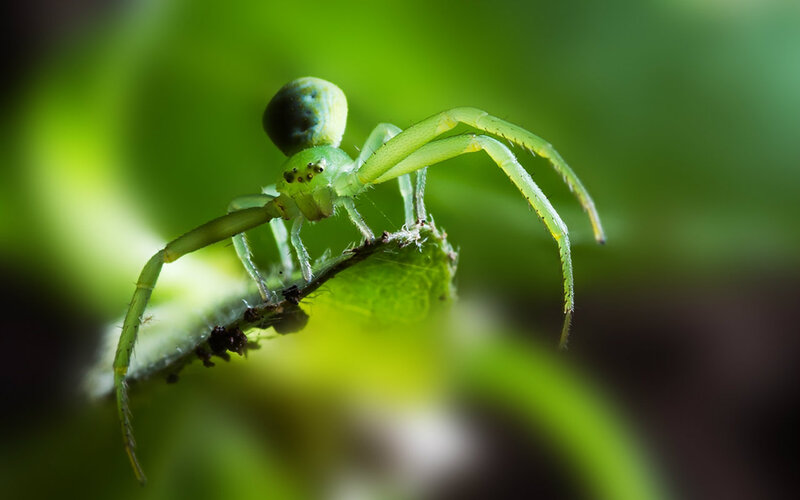 Green Crab Spider