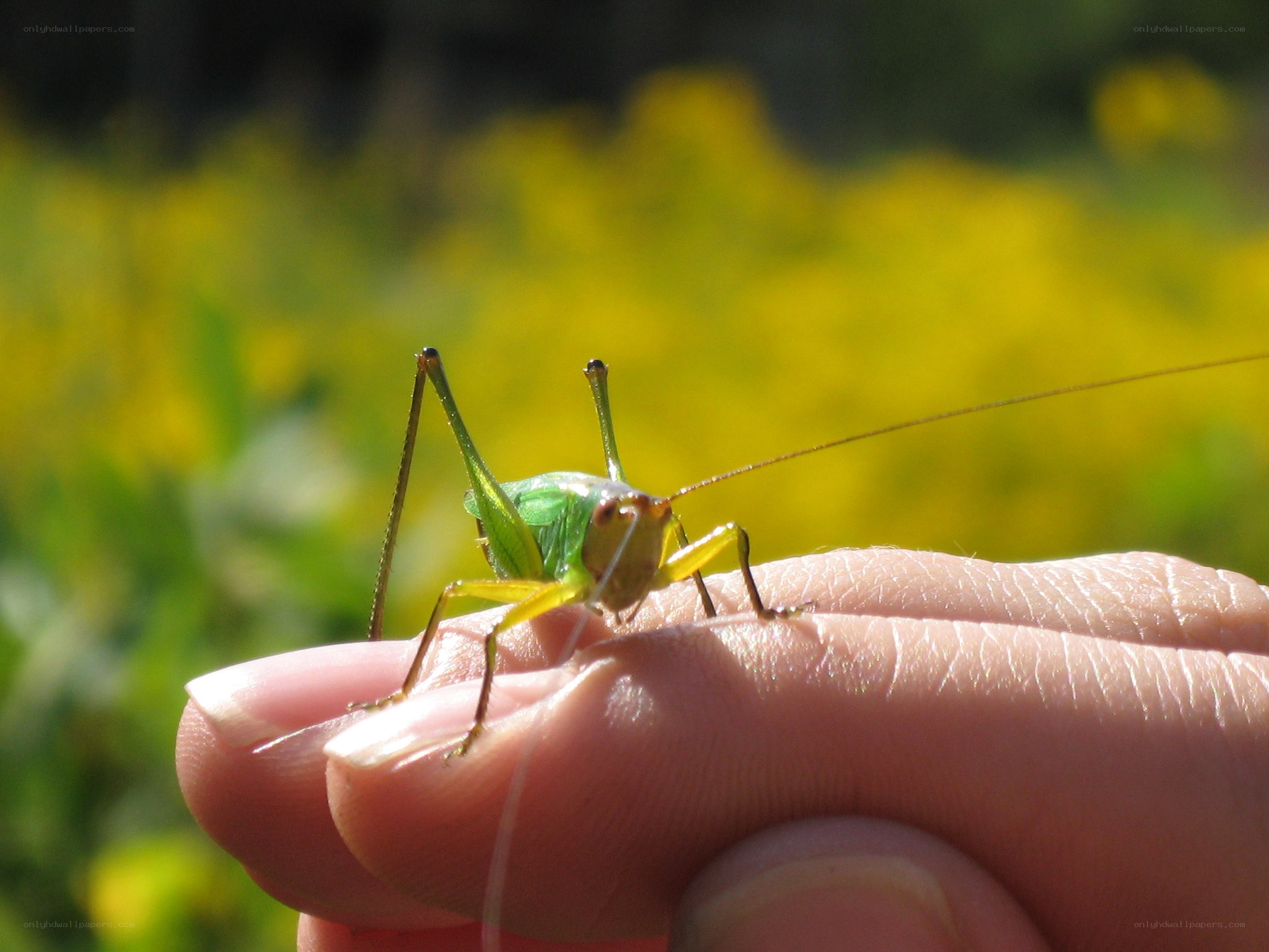 green cricket on a hand