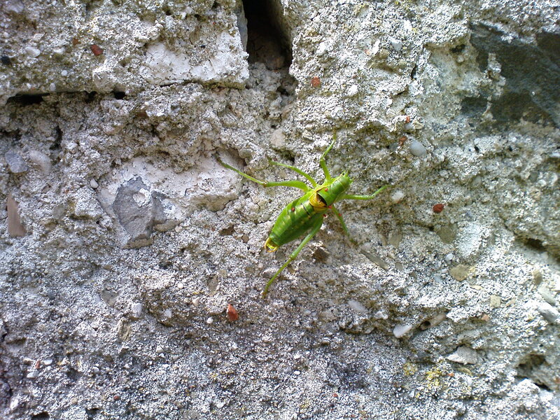 green cricket on concrete wall