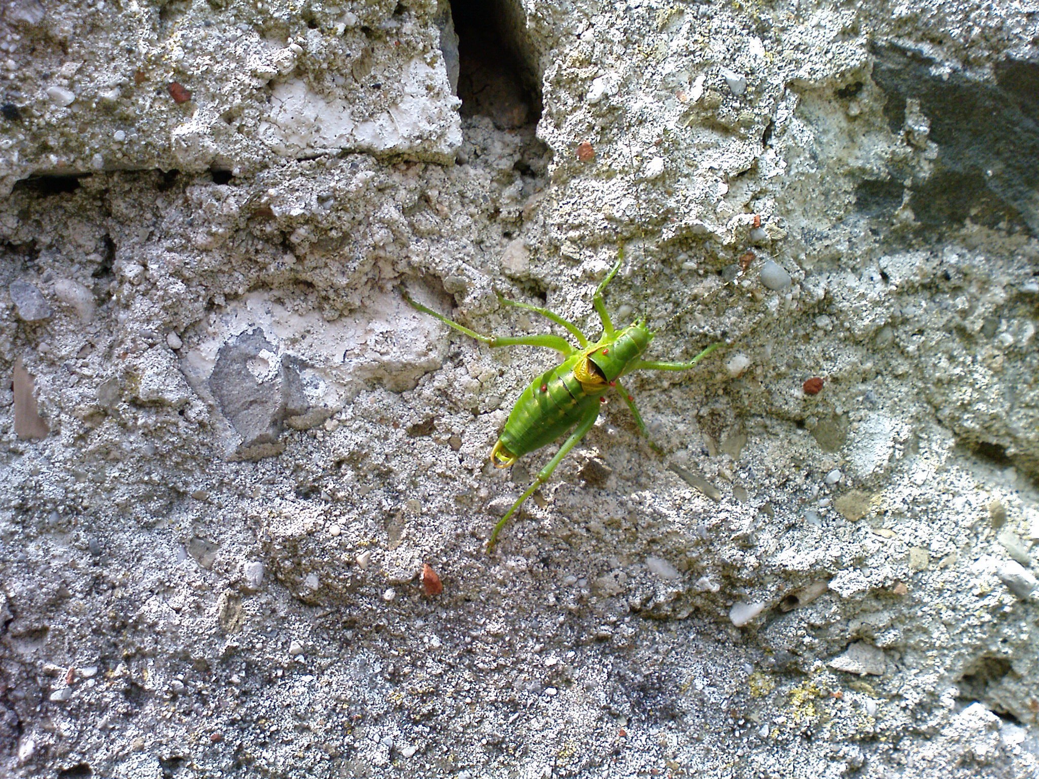 green cricket on concrete wall