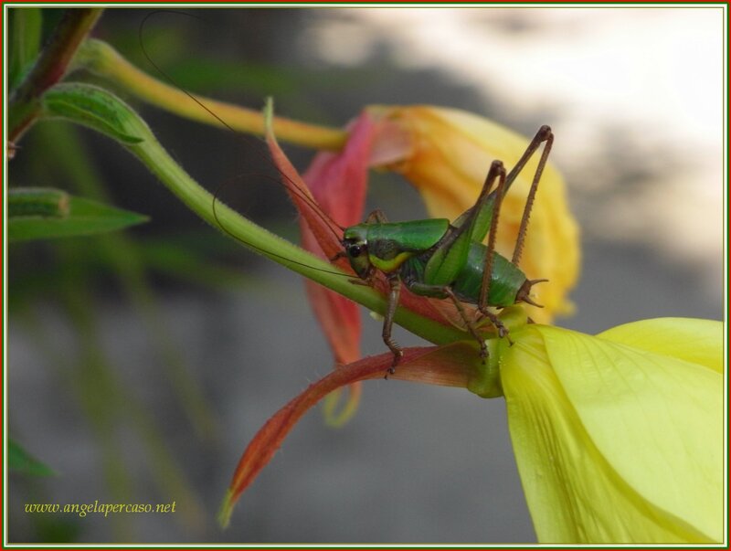 Green Cricket on Flower — Calm