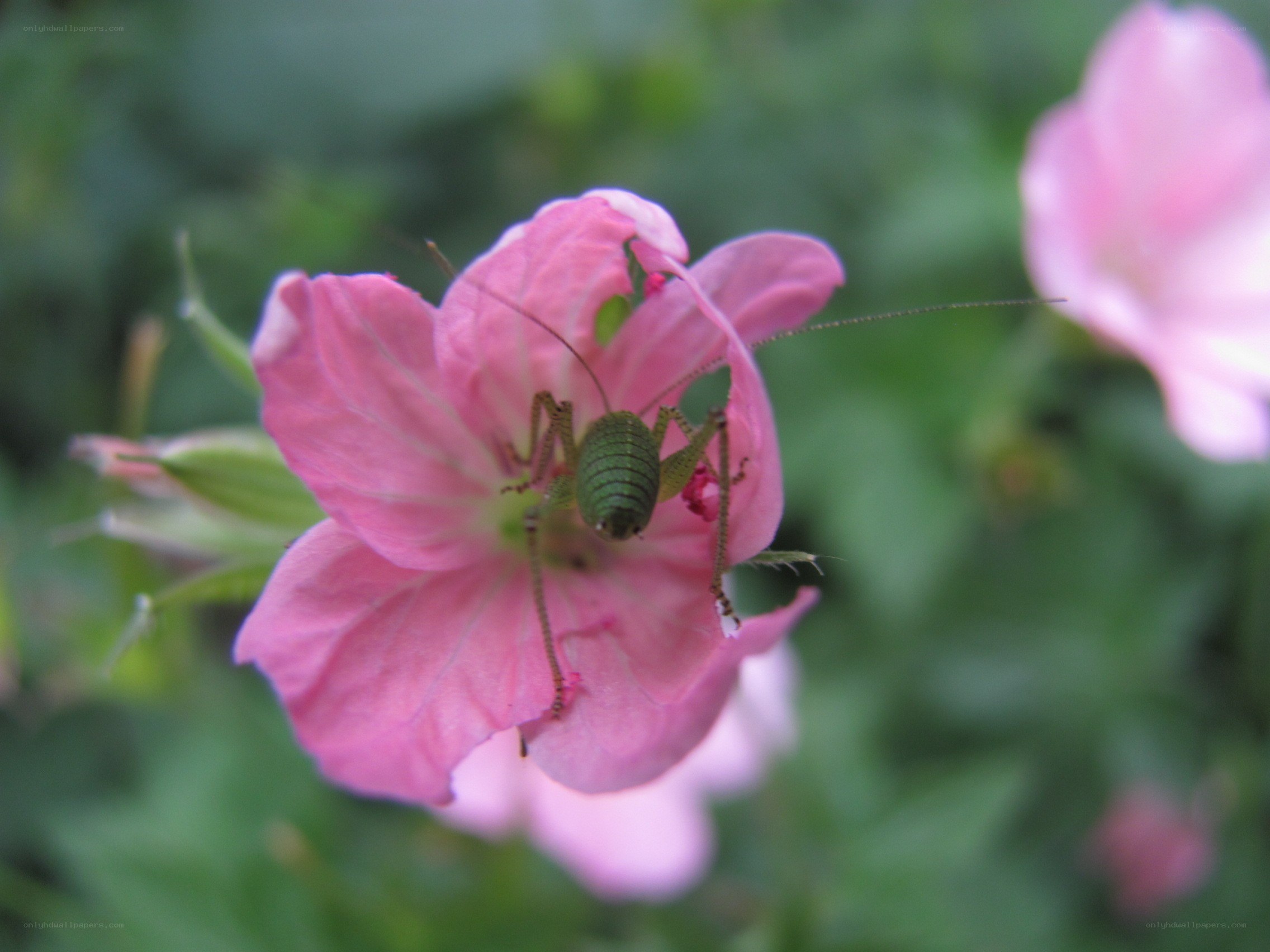 green cricket on pink flower