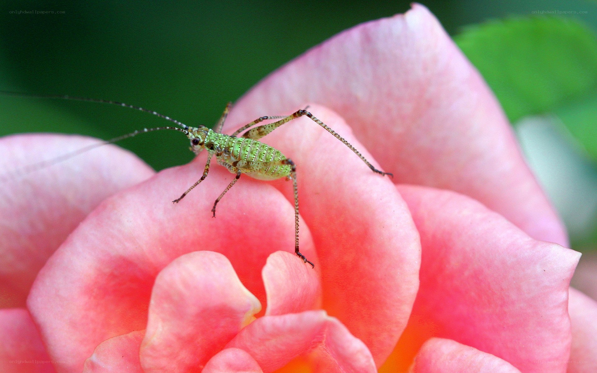 green cricket on pink rose