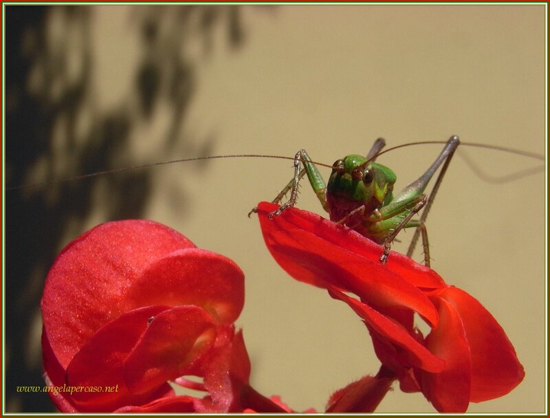 Green Cricket on Red Flower