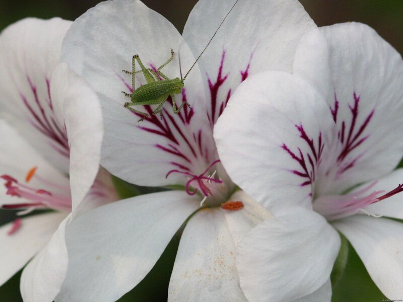 Green Cricket on White Flower — Calm