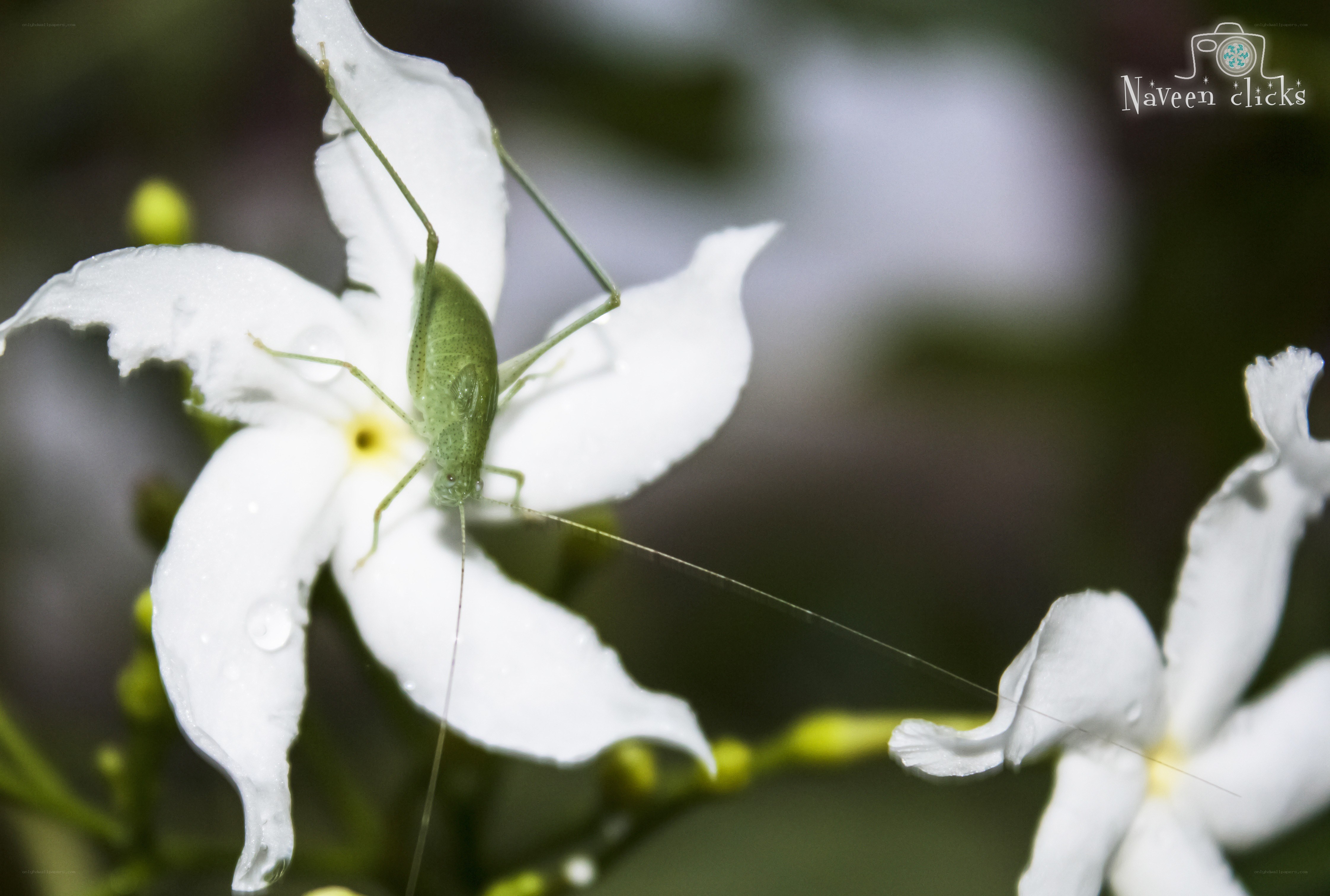 Green cricket on white flower