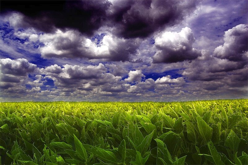 Green Crop Field — Dramatic