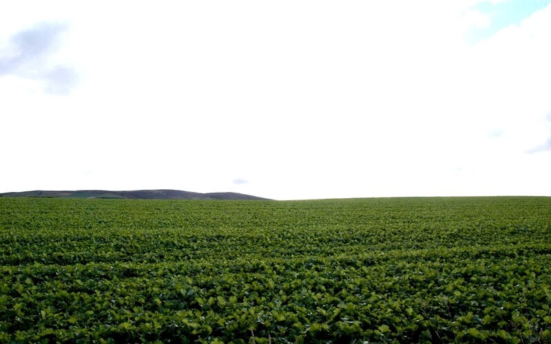 Green Crop Field — Serene, Afternoon, Photograph