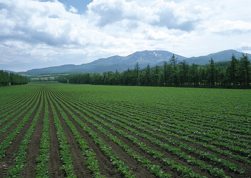 Green Crop Field — Serene, Summer