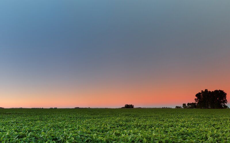 Green Crop Field — Serene, Sunset, Photograph, Trees