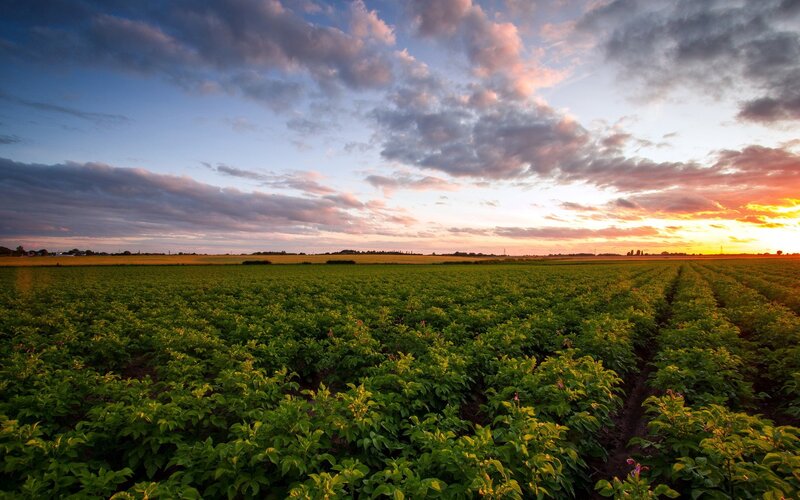 Green Crop Field — Serene