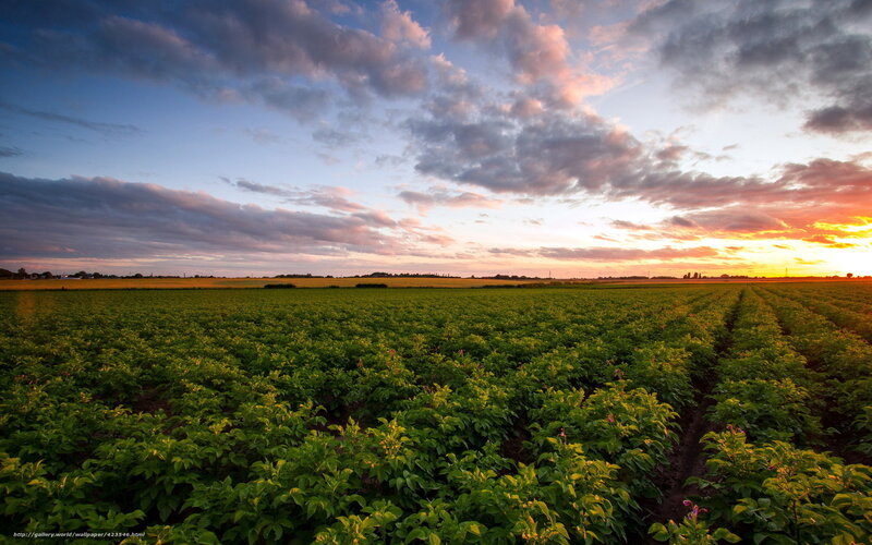 Green Crop Field